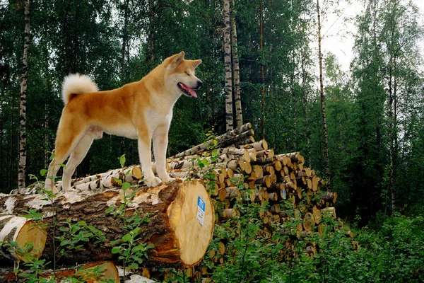 Akita inu perro de pie sobre troncos en el bosque —  Fotos de Stock
