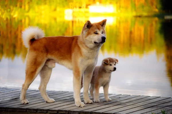 Akita inu perros japoneses, padre e hijo de pie junto al lago con un telón de fondo de puesta de sol en la naturaleza . —  Fotos de Stock