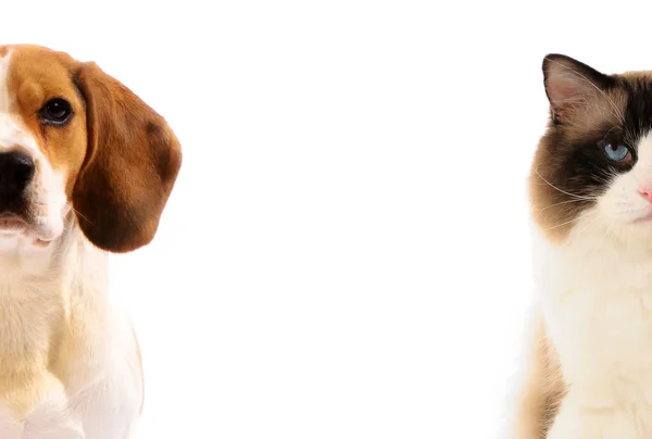 Cat and dog looking strait  forward on white isolated background . three colors — Stock Photo, Image