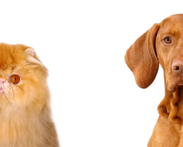 Cat and dog looking strait  forward on white isolated background . Redheads. — Stock Photo, Image