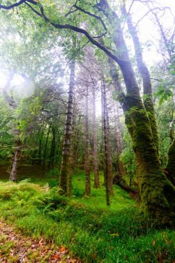 İrlanda 'daki Killarney Ulusal Parkı