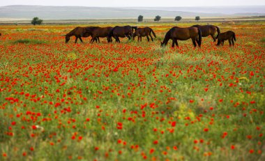 Haşhaş, Almatı Bölge alanı, Kazakistan