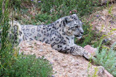 Kırgızistan dağlarda kar leoparı