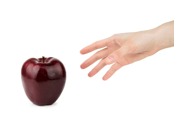 Une main féminine prend une pomme bordeaux rouge isolée sur un fond blanc . — Photo