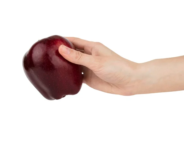 Mão feminina transmite maçã vermelha borgonha isolada no fundo branco . — Fotografia de Stock