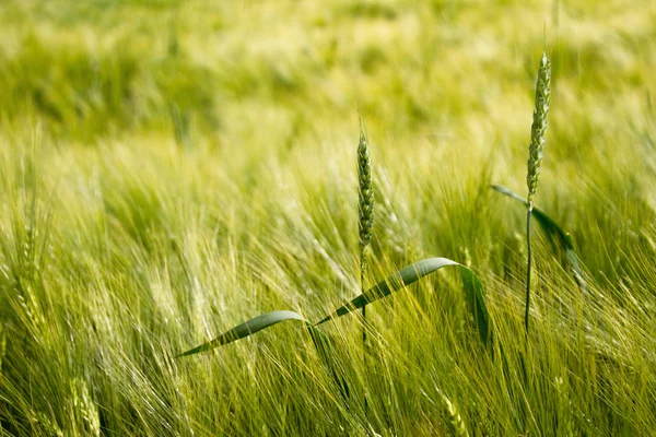 güneşli buğday alanı