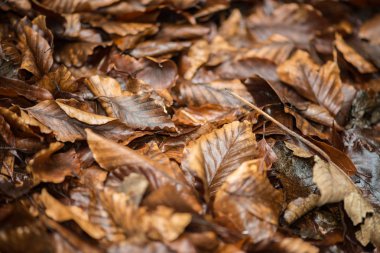 Düşen kırmızı yapraklar