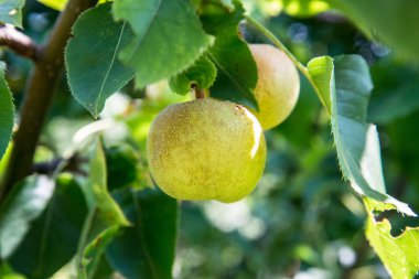 Asya armut Nash'e Hosui