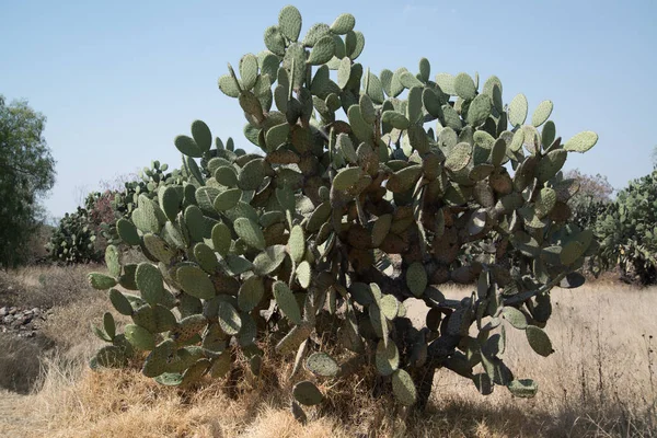 Impianto di cactus in Messico — Foto Stock