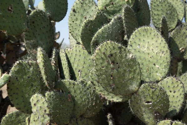 Impianto di cactus in Messico — Foto Stock
