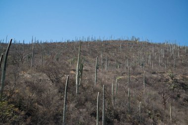 Meksika, Oaxaca kaktüsler