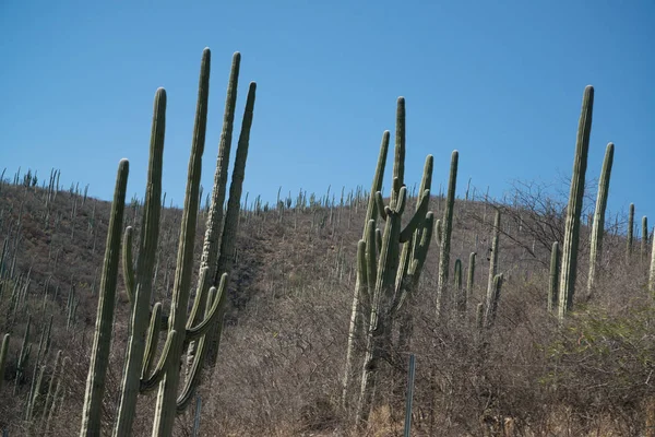 Meksika, Oaxaca kaktüsler — Stok fotoğraf