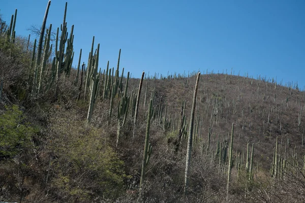 Cactus en le Mexique, Oaxaca — Photo