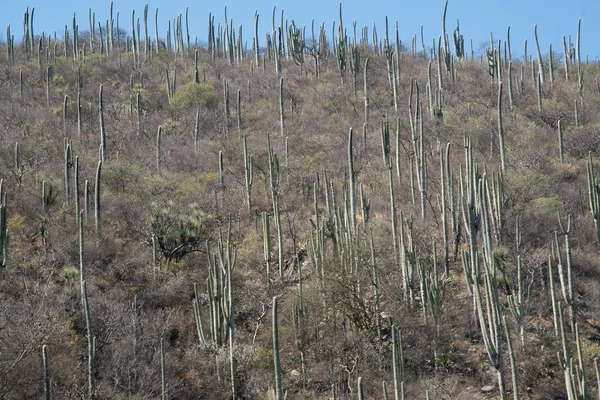 Cactus en le Mexique, Oaxaca — Photo