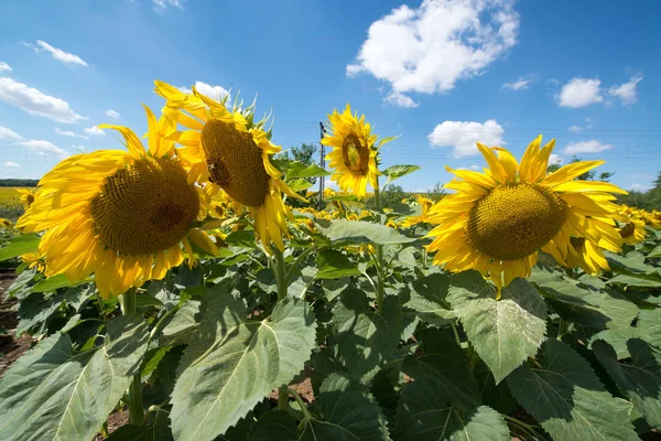 Sunflower landscape field
