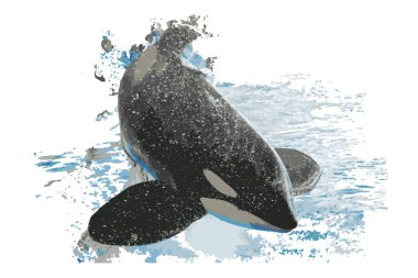 Orca balina illüstrasyon soyut 