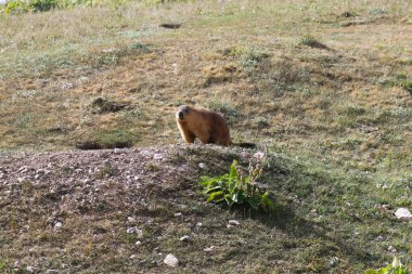 Dramatic marmot in Pamir, Kyrgyzstan