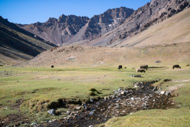 Tacikistan 'da Pamir otoyolunun yanındaki dağlarda hayvanlar