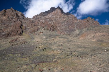 Tacikistan 'da Pamir otoyolunun yanındaki dağlarda hayvanlar