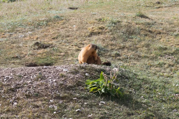 Marmota Pamir Quirguizistão — Fotografia de Stock