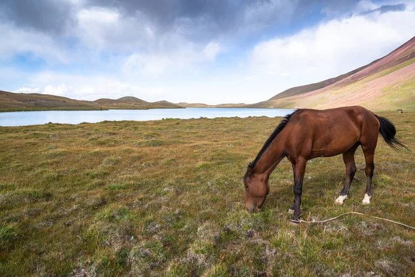 Hästbete Pamir Kirgizistan — Stockfoto