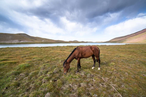 Hästbete Pamir Kirgizistan — Stockfoto