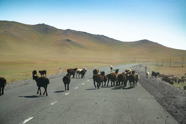 Животные Дороге Автомобильной Поездке Оша Кыргызстана Таджикистан Через Памирское Шоссе — стоковое фото