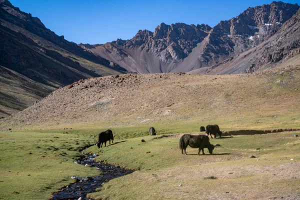 Tacikistan Pamir Otoyolunun Yanındaki Dağlarda Hayvanlar — Stok fotoğraf