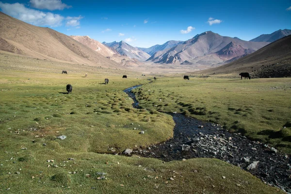 Zwierzęta Górach Obok Autostrady Pamir Tadżykistanie — Zdjęcie stockowe