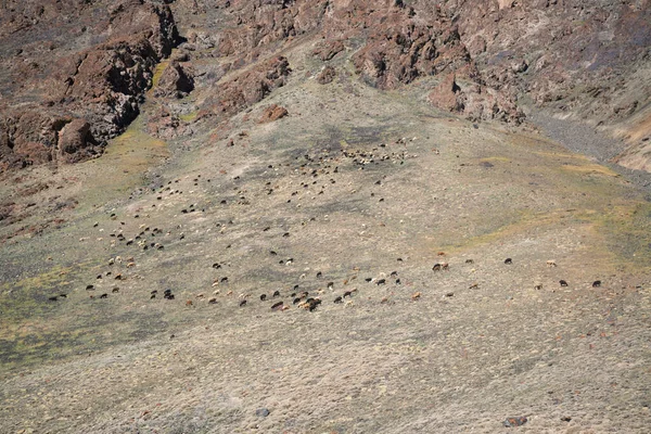 Animaux Dans Les Montagnes Côté Autoroute Pamir Tadjikistan — Photo