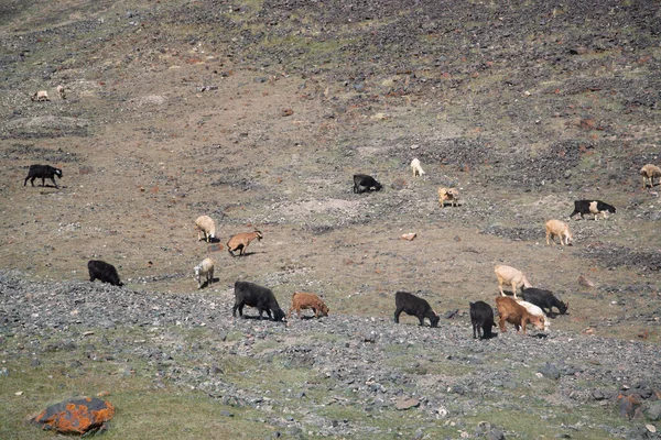 Tacikistan Pamir Otoyolunun Yanındaki Dağlarda Hayvanlar — Stok fotoğraf