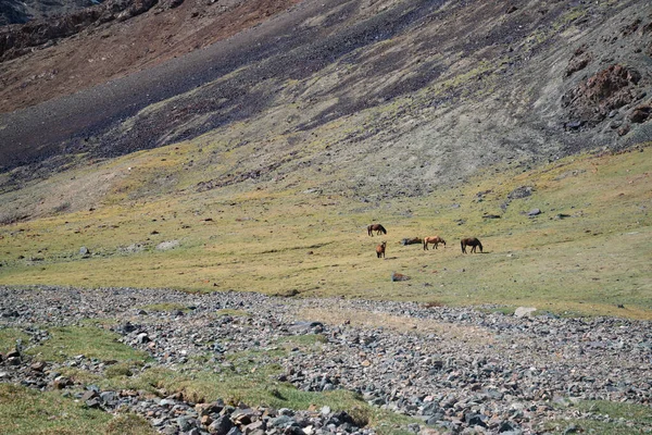 Тварини Горах Біля Памірського Шосе Таджикистані — стокове фото