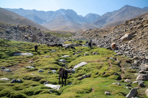 Ishkashim Dağlarında Keçi Ler Inekler Afganistan — Stok fotoğraf