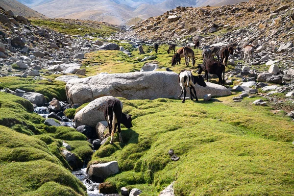 Ishkashim Dağlarında Keçi Ler Inekler Afganistan — Stok fotoğraf