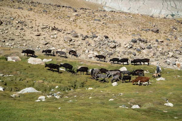 Kozy Krowy Górach Ishkashim Afganistan — Zdjęcie stockowe