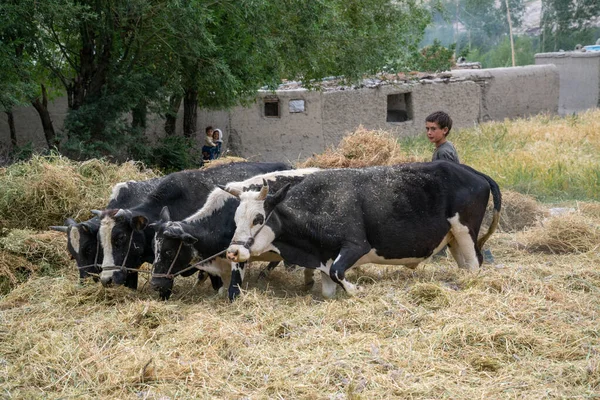 Wakhan Corridor Circa September 2019 Afghani Kids Graze Cows Wakhan — Stock Photo, Image