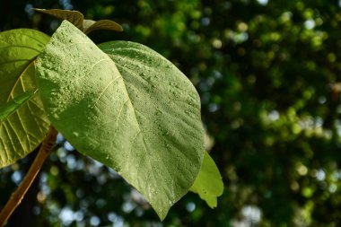 yaprak yeşil tik su damlası