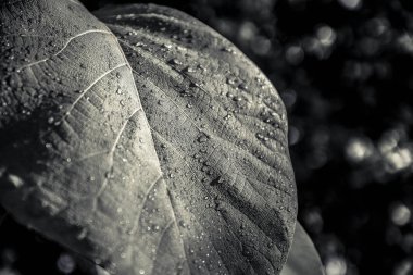  leaf teak water drop texture close up 