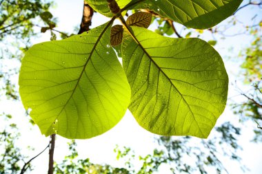 yaprak yeşil tik su damlası