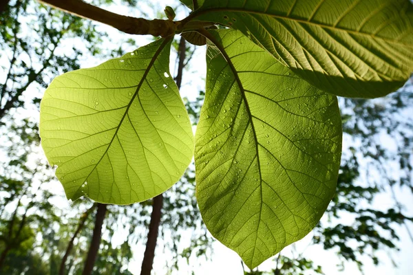 Kropla wody teak zielony liść — Zdjęcie stockowe