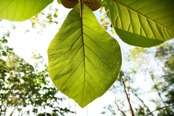 Kropla wody teak zielony liść — Zdjęcie stockowe