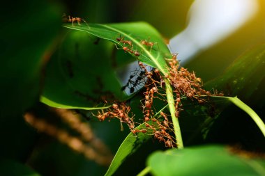 Karınca bir grup işbirliği onların yuva kurmak için.