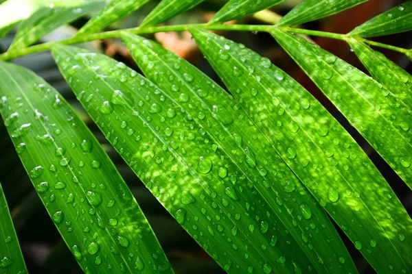 Folha verde com gotas — Fotografia de Stock