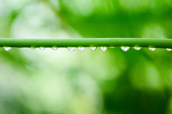 Green leaf with drops — Stock Photo, Image