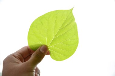 El doğal arka plan bitki yeşil yaprakları