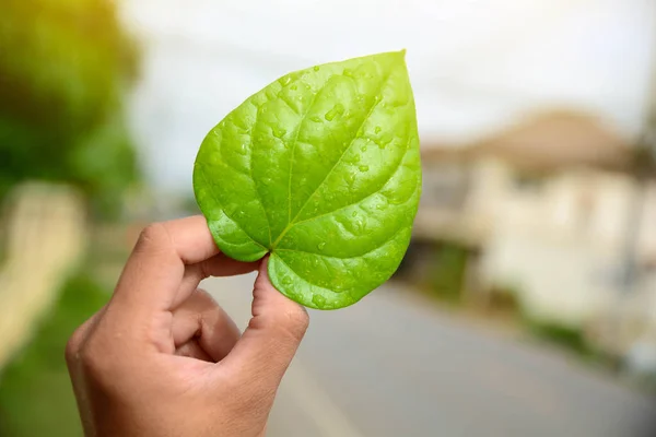 Zielone liście roślin w ręku naturalnego tła — Zdjęcie stockowe