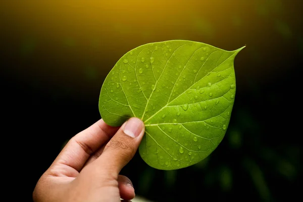 Feuilles vertes de la plante en main Fond naturel — Photo