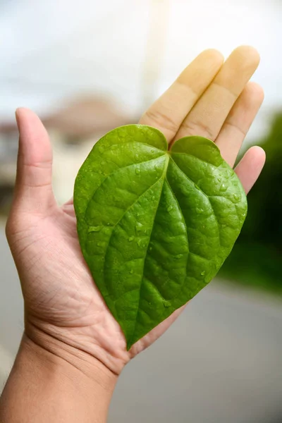 Feuilles vertes de la plante en main Fond naturel — Photo