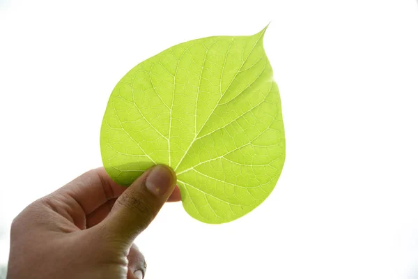 Zielone liście roślin w ręku naturalnego tła Obrazy Stockowe bez tantiem