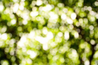 Bokeh yeşil, doğal arka plan